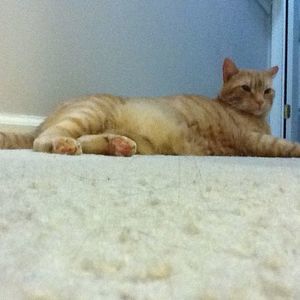 Meet your Posher, Jordan